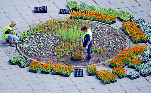 庭园设计人员在圆形花园中种花